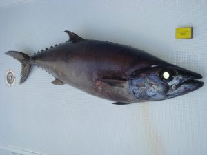 escolier-noir-ou-lepidocybium-flavobrunneum-rod-fishing-club-ile-rodrigues-maurice-ocean-indien-1