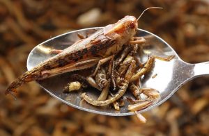 manger-des-insectes-comestibles-cest-bon-pour-la-sante-et-pour-la-planete