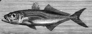1280px-Trachurus_trachurus
