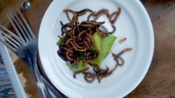 insecte-paris-restaurant